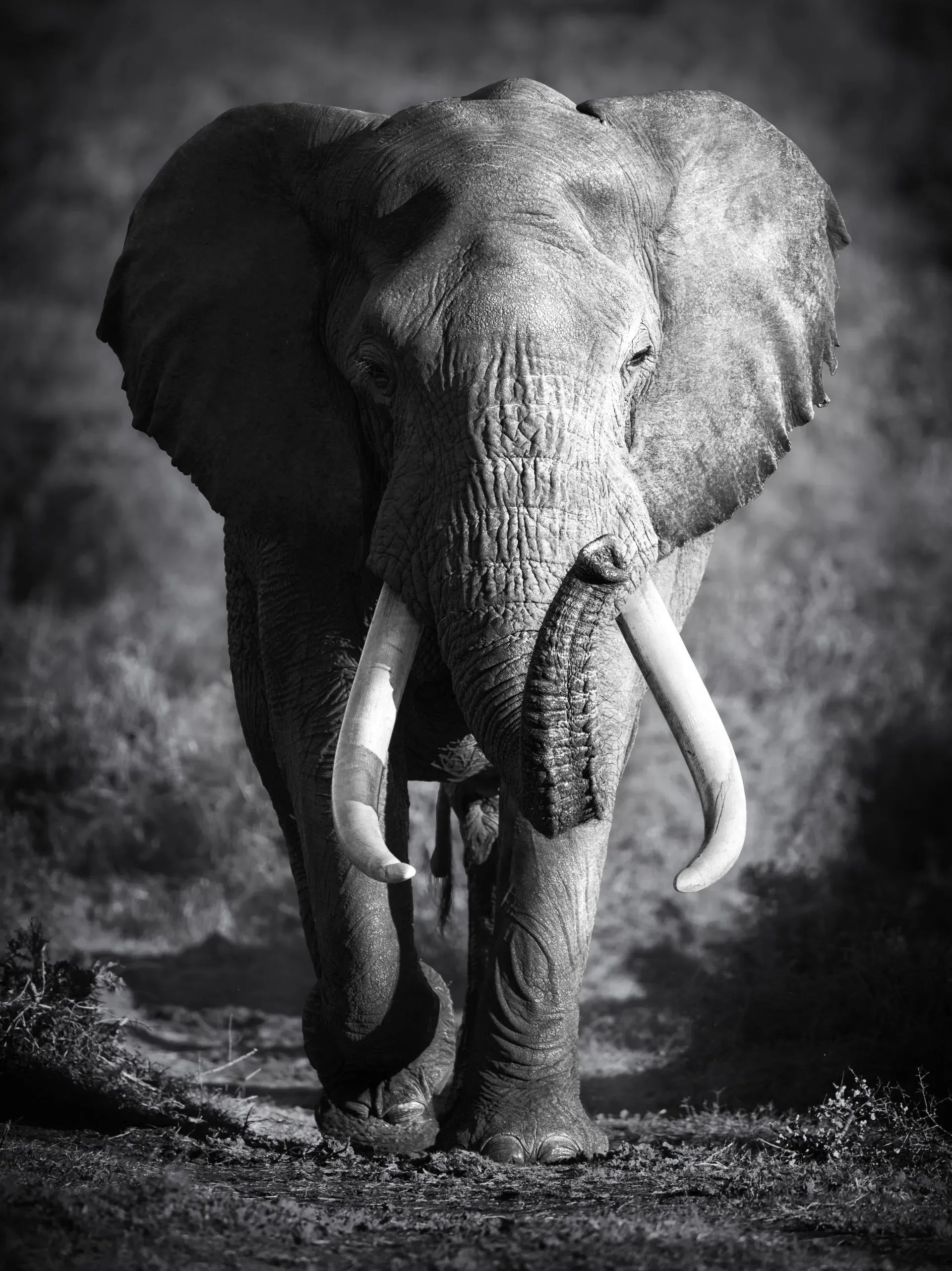 Corcoran Smith Law elephant emblem